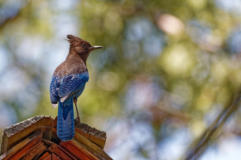 british-columbia-stellars-jay