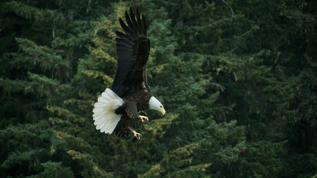 british columbia bald eagle