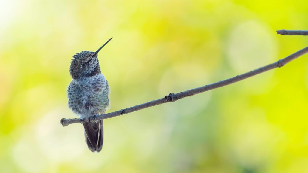 british columbia Anna's Hummingbird