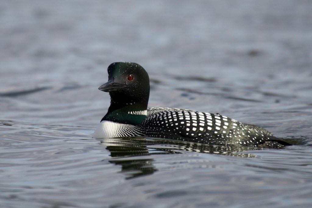 Common Loon