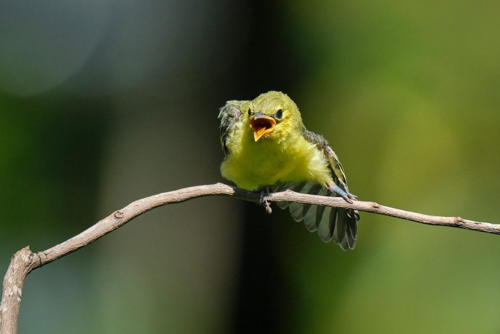 Western Tanager