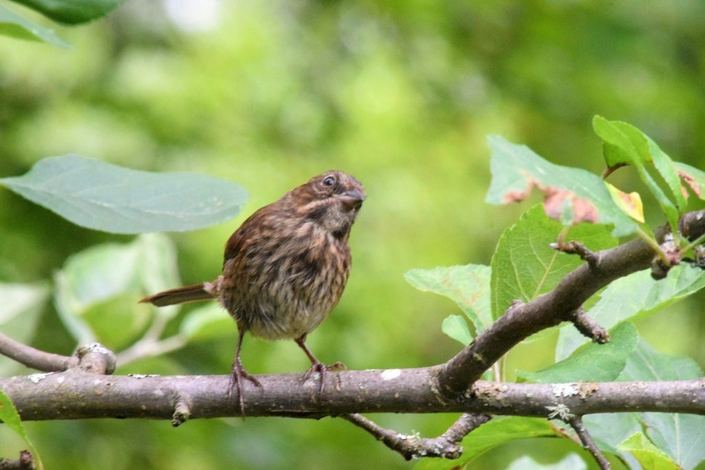 Pacific Wren